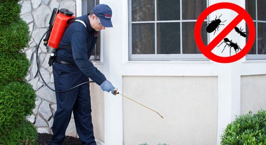 Gebze Kene İlaçlama böcek ilaçlama ve haşere kontrolü — ilaclama-tr.com